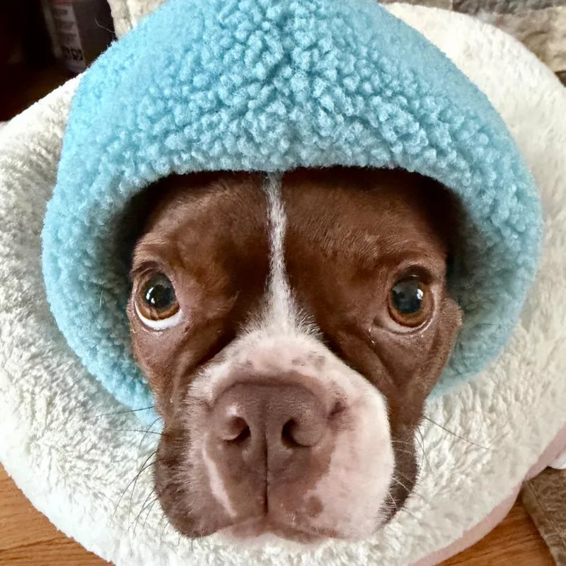 An adult small-sized female Red / Chestnut / Orange Boston Terrier dog named Odette for adoption in Madison, WI