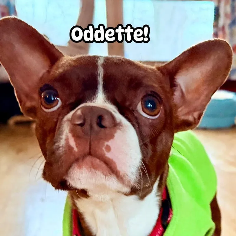 Odette thumbnail 4
