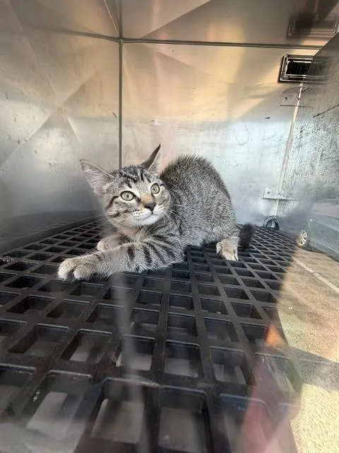 A young medium-sized male Domestic Medium Hair cat named Milo for adoption in Dallas, TX