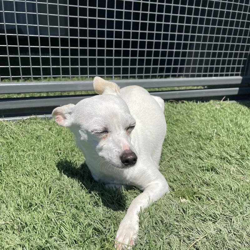 An adult small-sized female White / Cream Chihuahua dog named Brie D for adoption in Minneapolis, MN