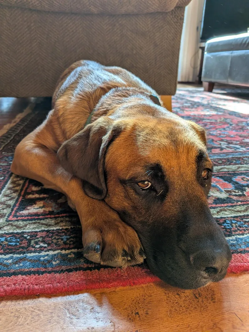 ANGUS Big Brains