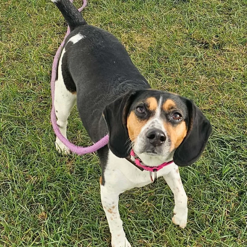 A young medium-sized female Beagle dog named Lexi for adoption in Minooka, IL