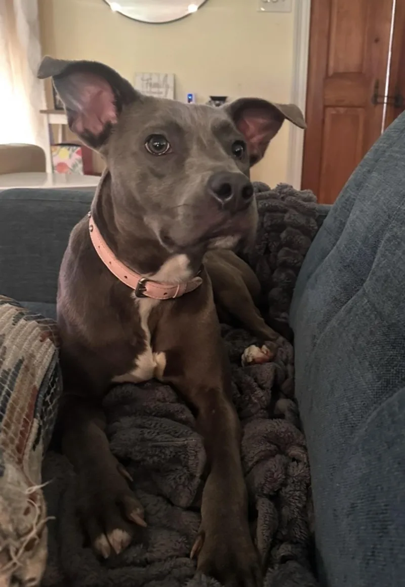 Stella