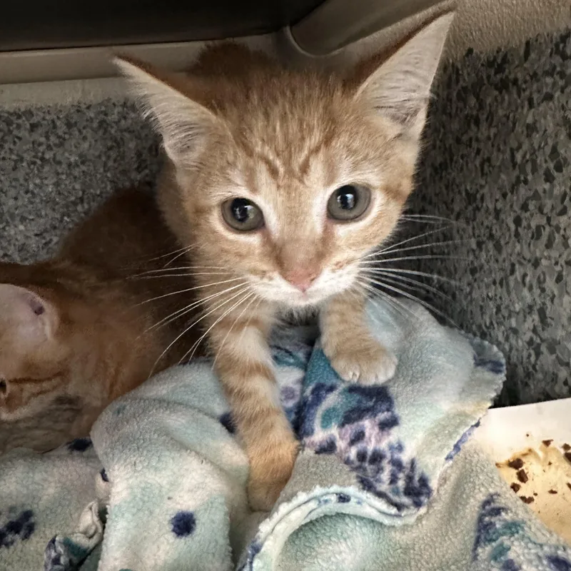 A baby small-sized female Tabby (Orange / Red) Domestic Short Hair cat named Grace for adoption in Manassas, VA