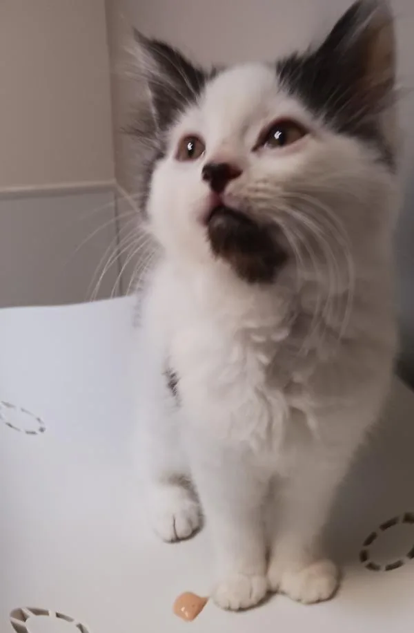 A baby small-sized female Domestic Medium Hair cat named Bunny for adoption in Dublin, CA