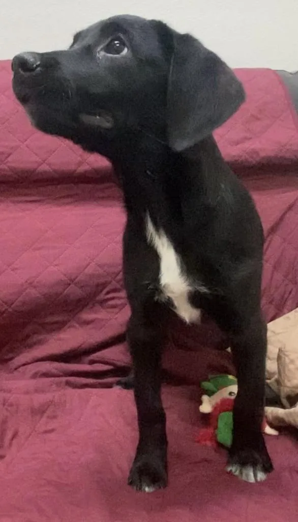 A young large-sized female Labrador Retriever dog named Macys for adoption in Little Rock, AR