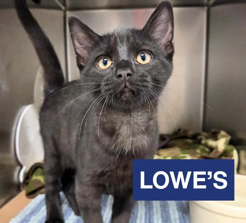 A baby medium-sized male Black Domestic Short Hair cat named Lowe's for adoption in Nevada, IA