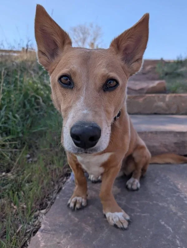 An adult medium-sized male Corgi dog named Pickles for adoption in Littleton, CO