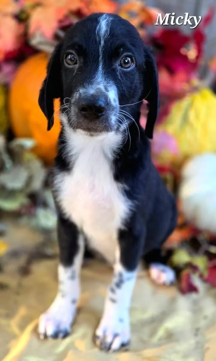 A baby medium-sized male Border Collie dog named Mickey for adoption in University Place, WA