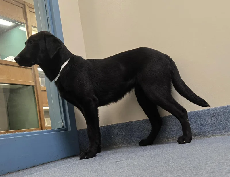 Iridessa thumbnail 3