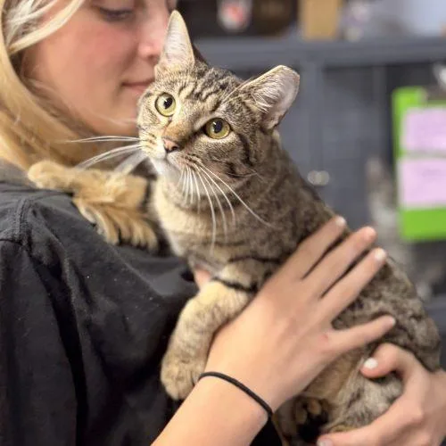 A young small-sized female Domestic Short Hair cat named Tarima for adoption in Tipp City, OH
