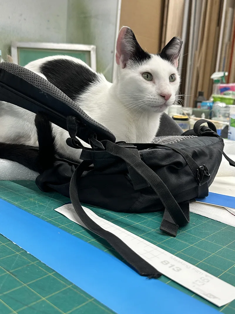 A young medium-sized male Domestic Short Hair cat named Willoughby for adoption in brooklyn, NY
