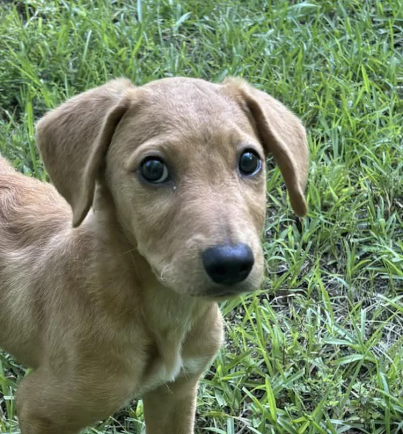 A baby medium-sized male Red / Chestnut / Orange Labrador Retriever dog named Cool Breeze for adoption in Watertown, CT