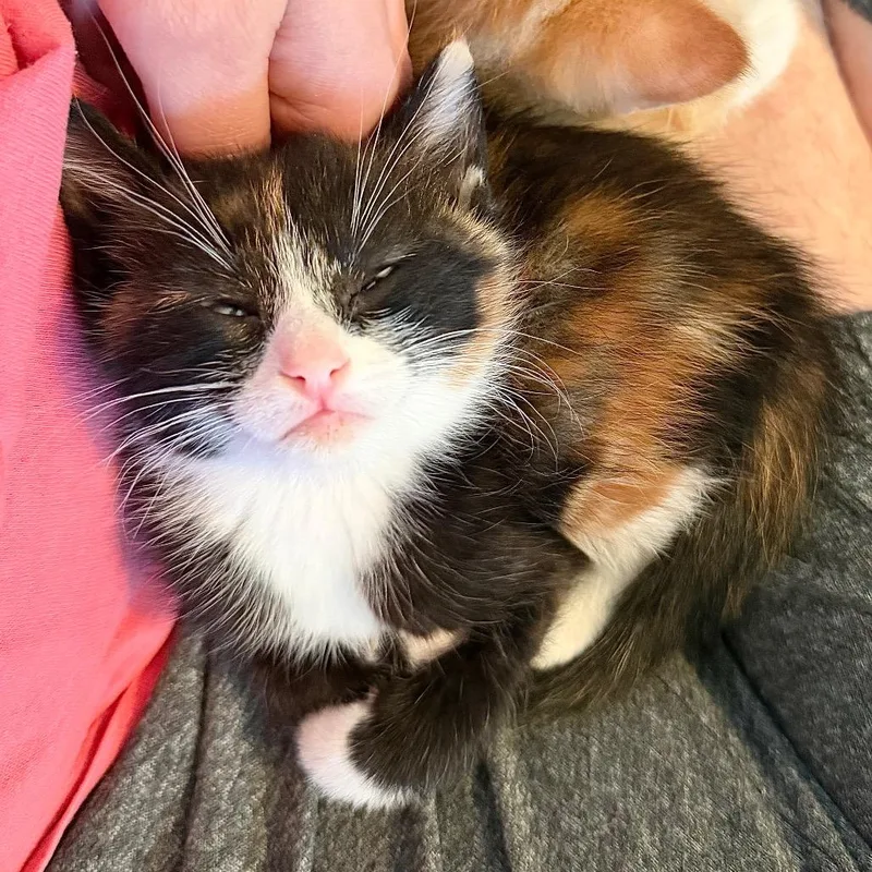 A baby small-sized female Calico Domestic Short Hair cat named Mudslide Pie for adoption in Potomac, MD