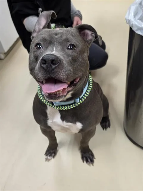 An adult medium-sized male Pit Bull Terrier dog named Tator Tot for adoption in Aliquippa, PA