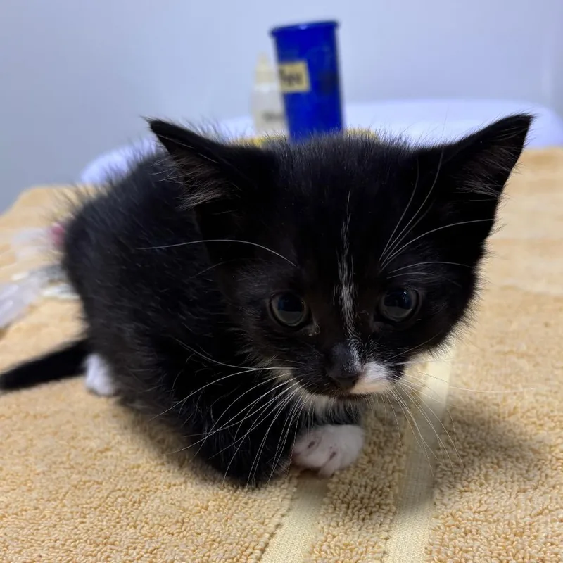 A baby small-sized female Black Domestic Short Hair cat named Chopper for adoption in York, PA