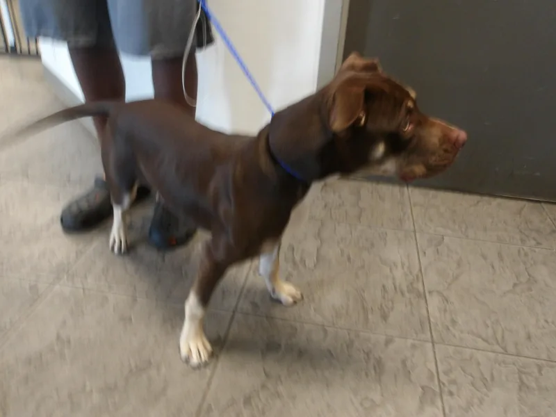 A baby medium-sized female Pit Bull Terrier dog named Reign for adoption in Los Angeles, CA