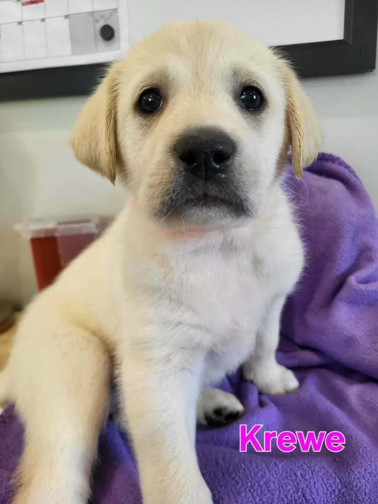 A baby large-sized female White / Cream Great Pyrenees dog named Krewe for adoption in Pottstown, PA