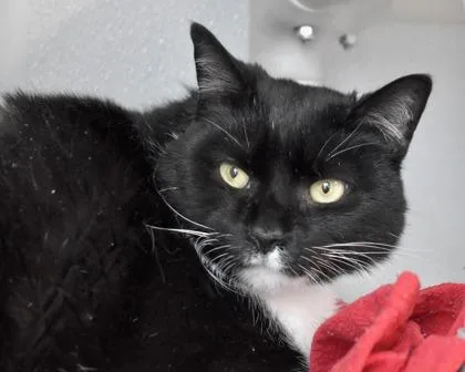 An adult small-sized male Domestic Short Hair cat named Mittz for adoption in West Seneca, NY