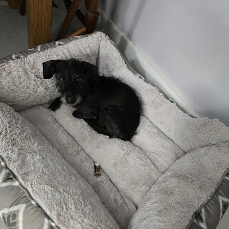 An adult small-sized male Black Dachshund dog named Franklin for adoption in Huntsville, AL