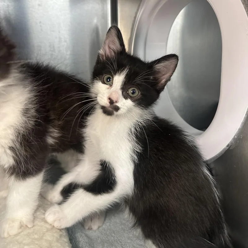 A baby small-sized male Black Domestic Short Hair cat named Jiminey Cricket for adoption in Los Angeles, CA