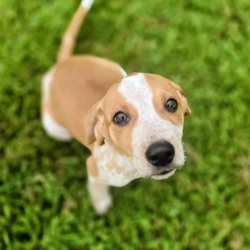 A baby small-sized female Beagle dog named Pixie for adoption in Lancaster, SC