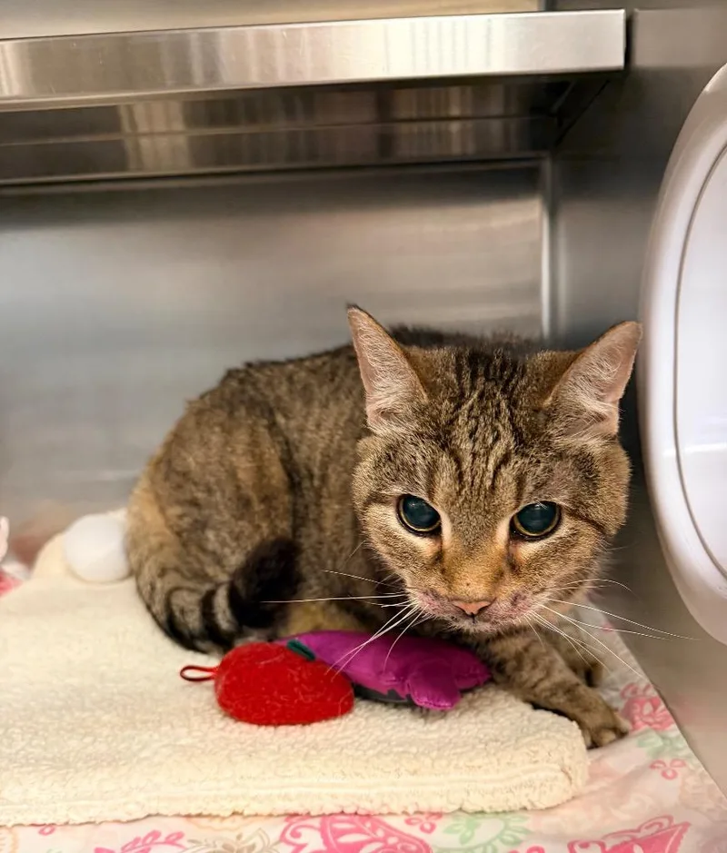 A senior medium-sized female Domestic Short Hair cat named Callie Girl for adoption in Mineral, VA