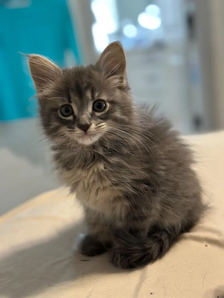 A baby medium-sized female Domestic Short Hair cat named Ginny for adoption in Sorrento, LA