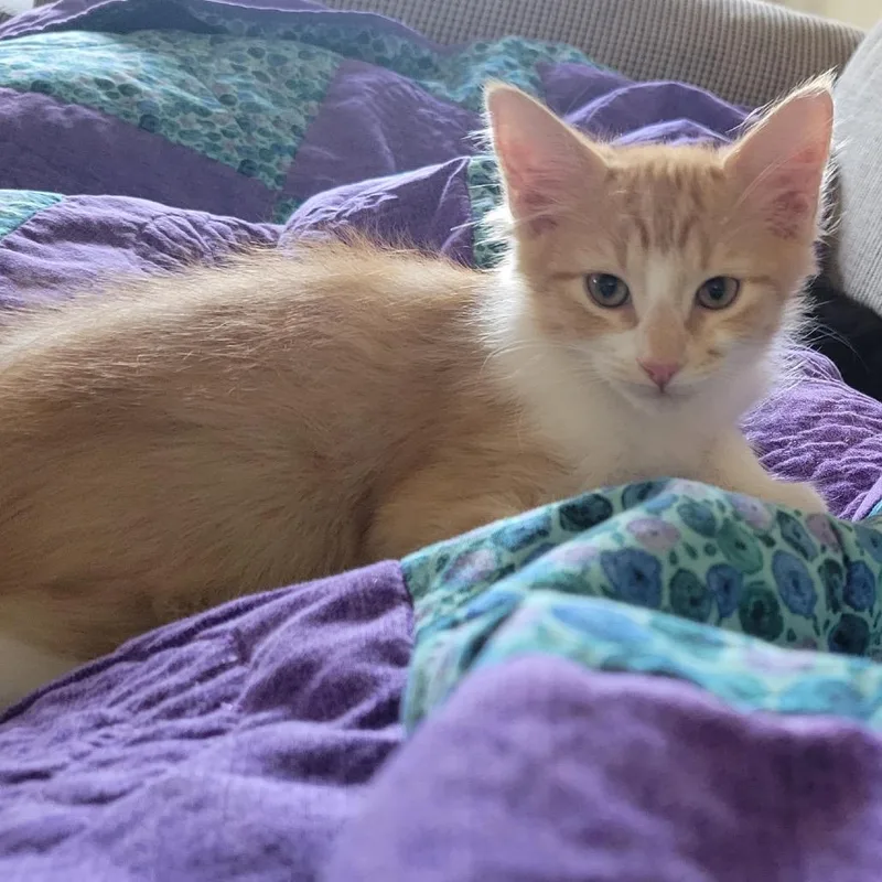 A baby small-sized male Orange / Red Domestic Medium Hair cat named Flash Flood Warning for adoption in Boerne, TX