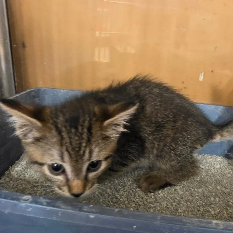 A baby small-sized male Brown / Chocolate Domestic Short Hair cat named Gatsby for adoption in Melrose, FL
