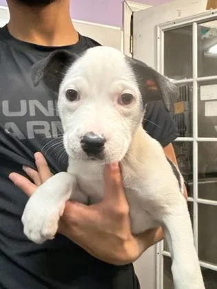A baby small-sized female Mixed Breed dog named Naomi for adoption in West Chester, PA