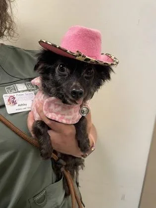 An adult small-sized female Black Mixed Breed dog named Sukie for adoption in Bellingham, WA