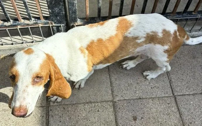 A young medium-sized female Basset Hound dog named Hannah for adoption in Mays Landing, NJ