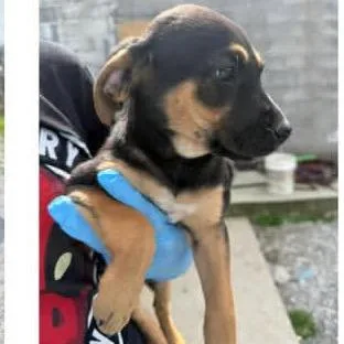 A baby medium-sized male Black Mixed Breed dog named Nathaniel for adoption in New York, NY
