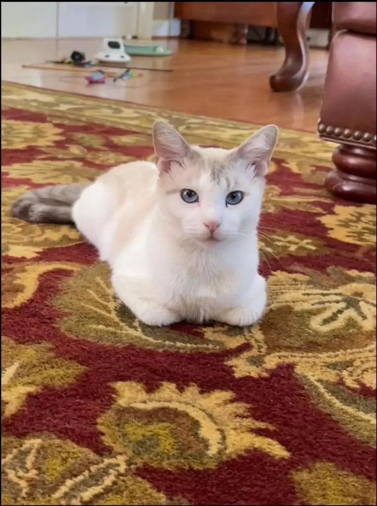 A young small-sized male Domestic Short Hair cat named Cotton for adoption in Augusta, GA