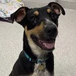 An adult medium-sized male Black Mixed Breed dog named Nero for adoption in Lansing, MI
