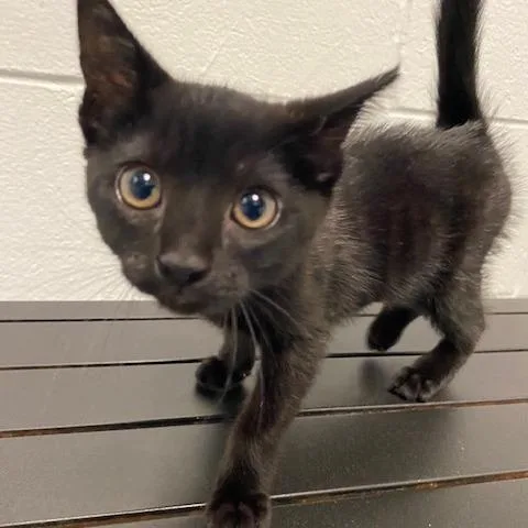 A baby small-sized female Black Domestic Short Hair cat named Huda Hurricane for adoption in Dayton, OH