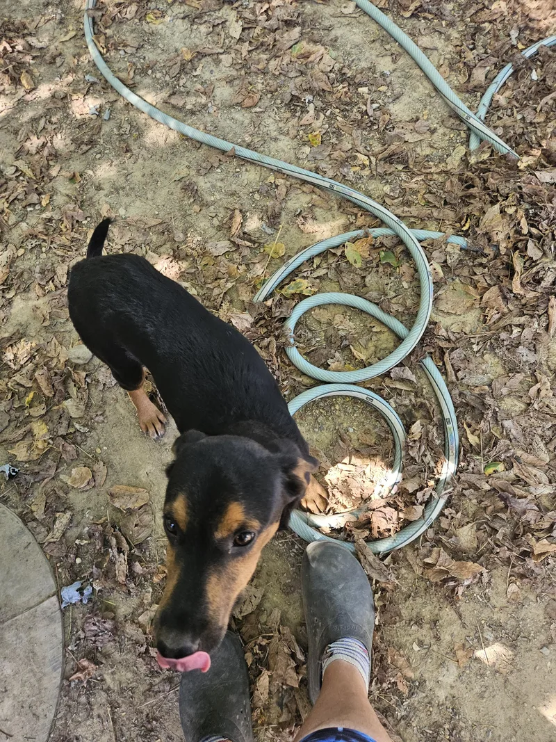 A baby small-sized male Feist dog named Flint for adoption in Tracy City , TN
