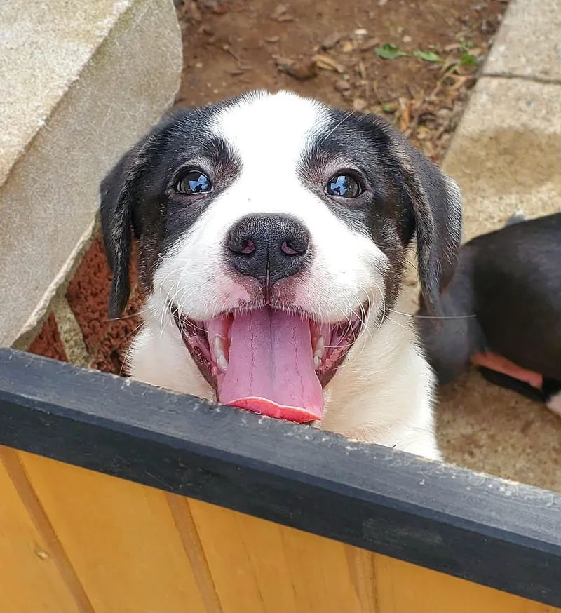 A baby large-sized female Labrador Retriever dog named Ruby for adoption in New Albany, OH