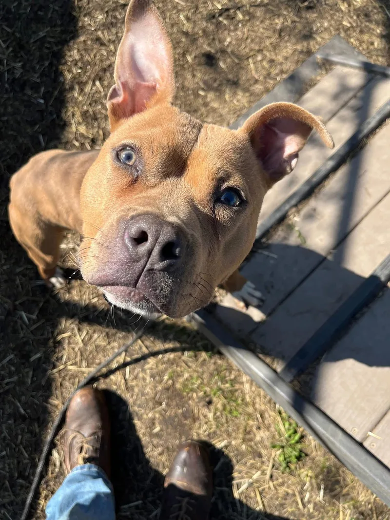 A young medium-sized male Yellow / Tan / Blond / Fawn Pit Bull Terrier dog named Ollie for adoption in Chicago, IL