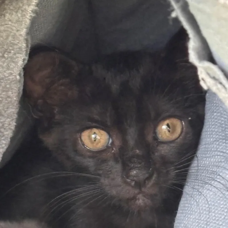 A baby small-sized male Gray / Blue / Silver Domestic Short Hair cat named Claire for adoption in Jacksonville, FL