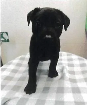 A baby small-sized male German Shepherd Dog dog named JL  Bongo for adoption in Vancouver, WA