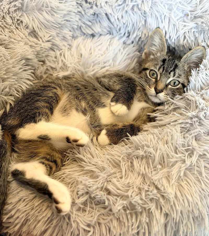 A baby small-sized male Domestic Short Hair cat named Fievel for adoption in Philadelphia, PA