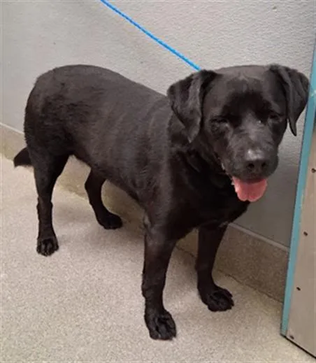 An adult large-sized male Labrador Retriever dog named Chop for adoption in Las Vegas, NV