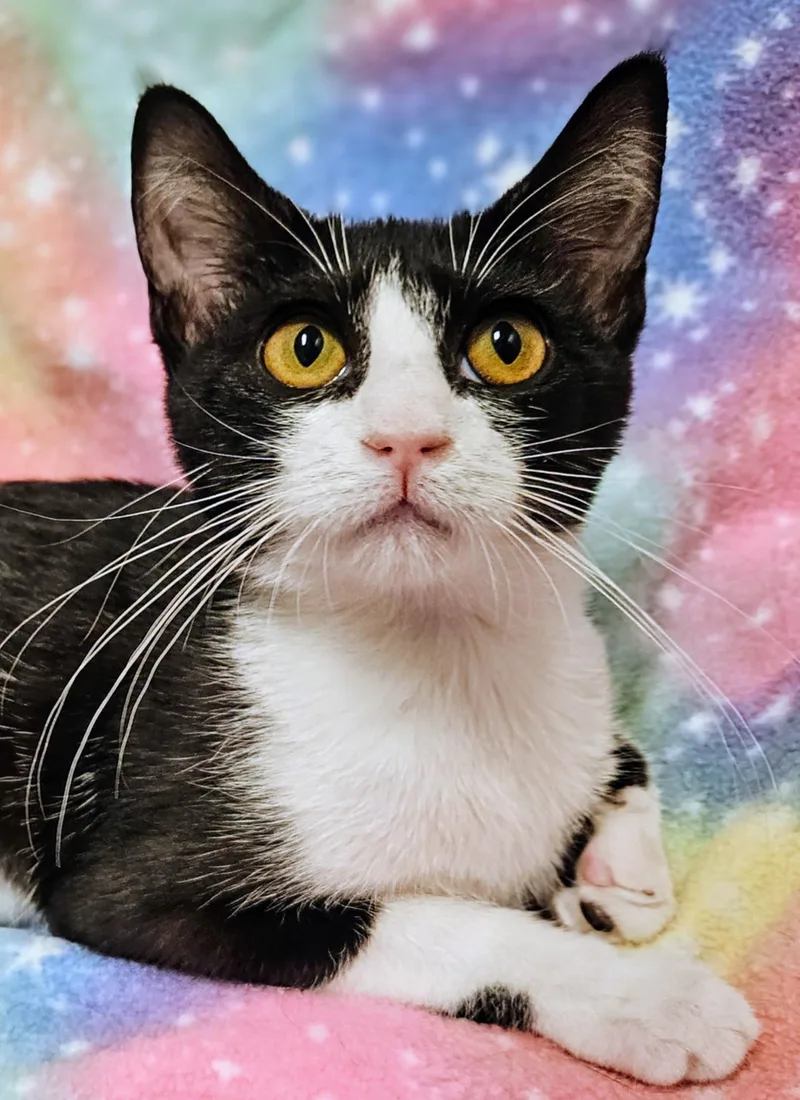 A baby medium-sized female Black & White / Tuxedo Domestic Short Hair cat named Suzy Q  Rancho for adoption in Yorba Linda, CA