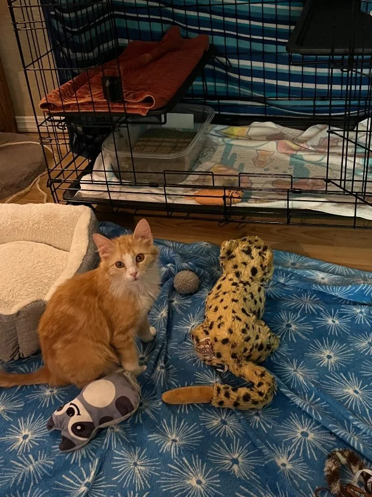 A baby small-sized female Domestic Medium Hair cat named Orange Slice for adoption in Mustang, OK