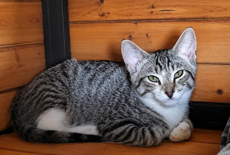 A baby small-sized female Black American Shorthair cat named Locket for adoption in Pinedale, WY