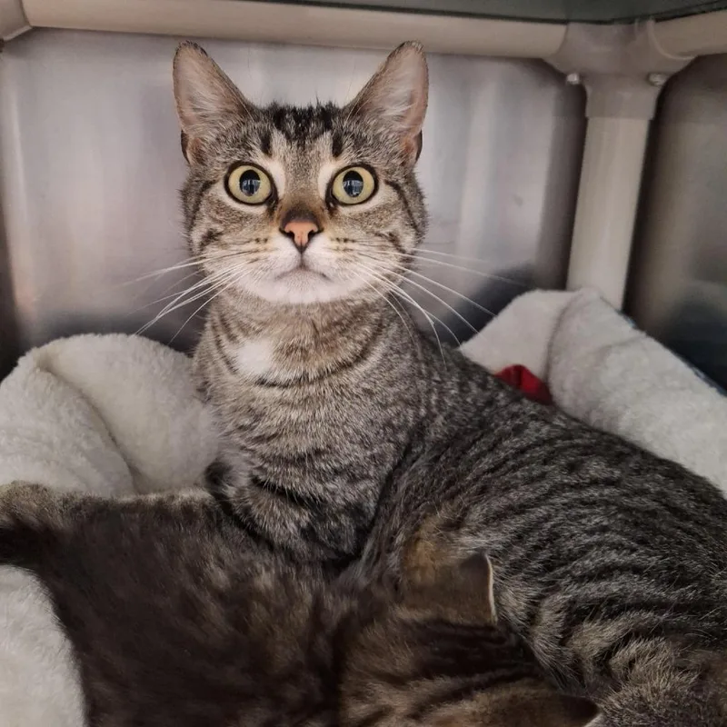 An adult medium-sized female Brown / Chocolate Domestic Short Hair cat named Bumblebee for adoption in Attica, NY