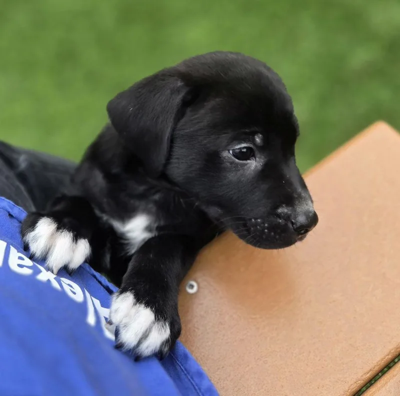 A baby small-sized female Black Mixed Breed dog named Fern for adoption in Alexandria, VA