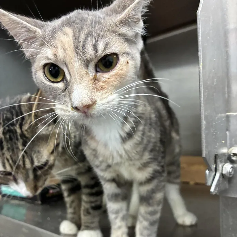 A baby small-sized male Domestic Short Hair cat named Dog the Bounty Hunter for adoption in Carencro, LA
